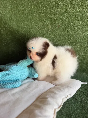 Lulu da Pomerania Chocolate dos Olhos Claros Perfeito