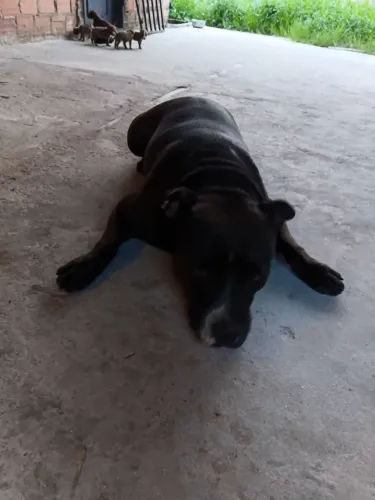 FILHOTES DE AMERICAN BULLY E PIT MONSTER