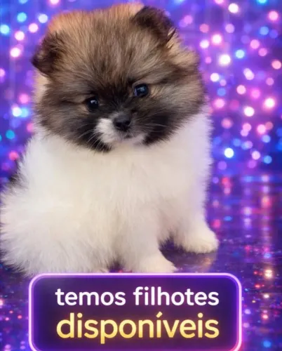 Filhote Spitz alemão
