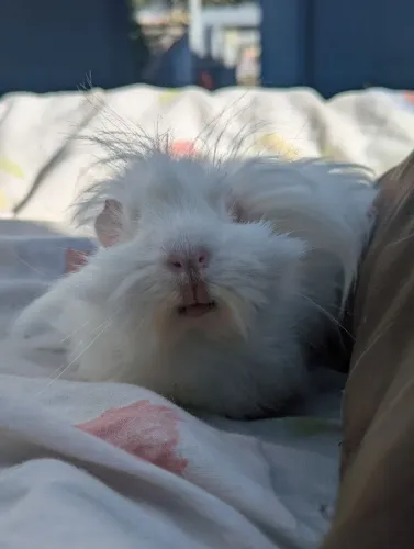 Porquinho da Índia 