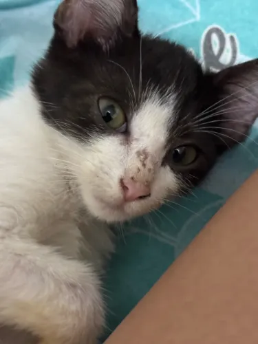 Adoção Gato Filhote