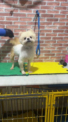 Spitz alemão fêmea.