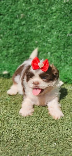 Filhotes de Shih-tzu mini exelente padrão pra quem é exigente