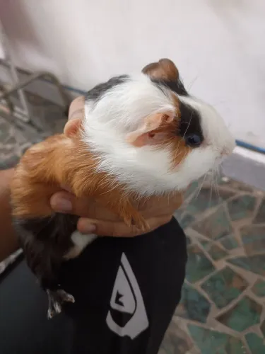 Porquinho da Índia 