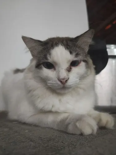 Você viu Lince?