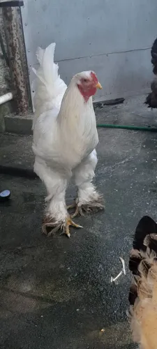 Frango brahma White