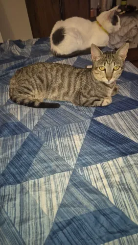 Doação desse gatinho lindo ?