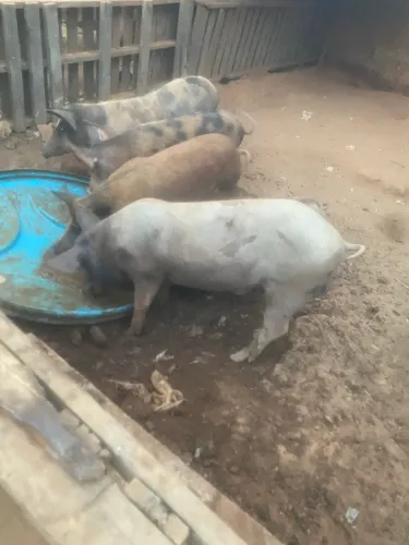 Porco caipira