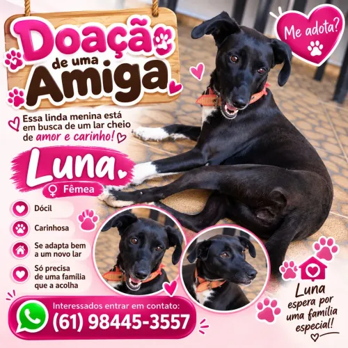 Doação de Cachorra Luna