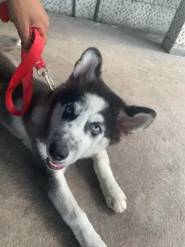 Vende-se husky siberiano