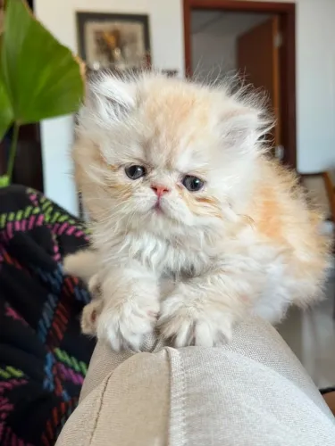 Filhote de Gato Persa Macho Creme - Um verdadeiro companheiro!