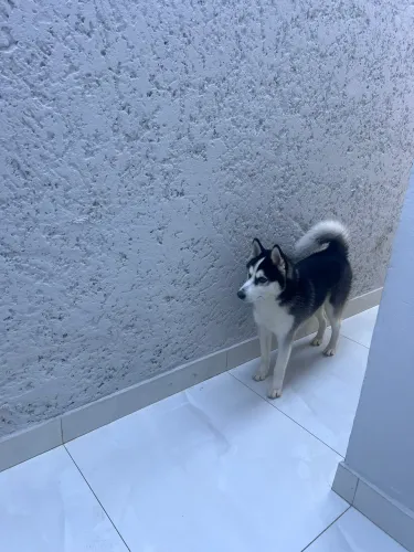 VENDO HUSKY SIBERIANO 7 MESES (MACHO)