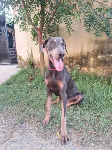 Vendo 2 doberman uma azul e outra preta