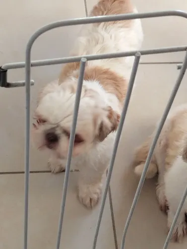 Shihtzu fêmea 600,00 cada