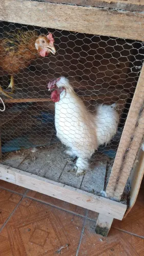 Galo sedosa do Japão 