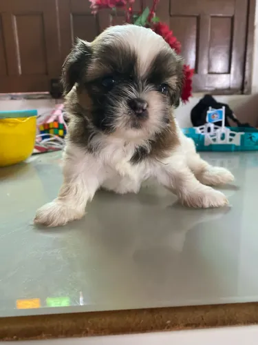 Filhote de Shih Tizu