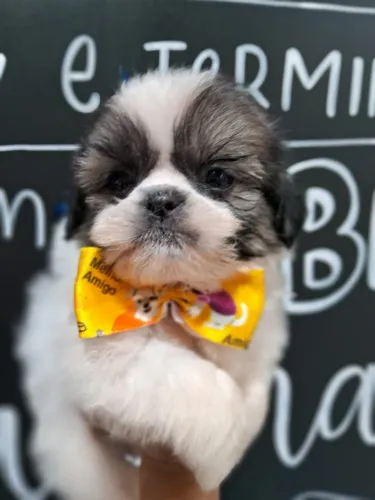 Shihtzu o FIlhote que você esta procurando esta aqui!!