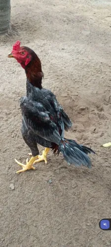 Frango
