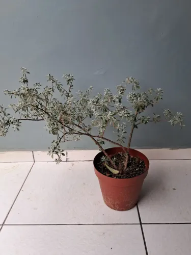Planta chuva de prata