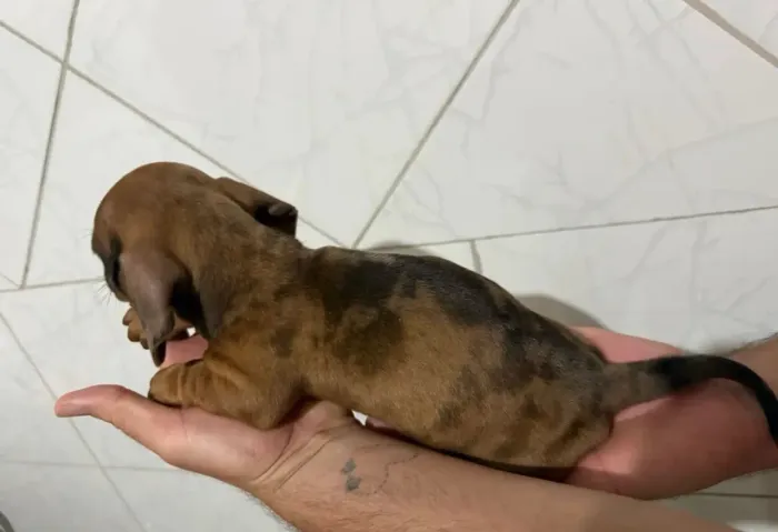 Dachshund Basset Salsicha
