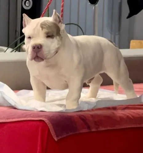 American Bully - Um Filhote Cheio De Vida Esperando Um Novo Lar