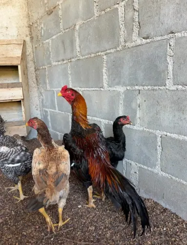 Galo mura ( casal de pintinhos)