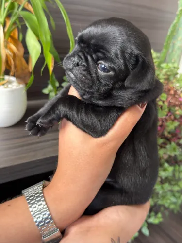 Pug filhote 