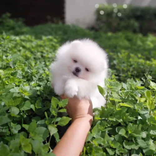 Ursinha perfeita e minúscula!!! Lulu da Pomerânia 