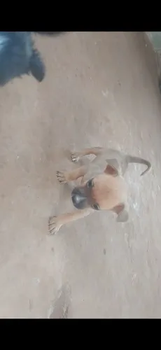Doação de filhotes de pequeno porte.