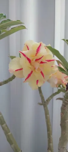 Matriz Tosa do Deserto T 21 em fase de floração. 