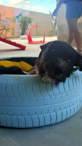Cachorro ?
