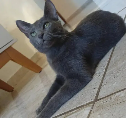Doa-se gatinha de aproximadamente 6 meses