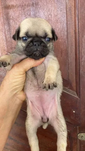Fofinhos Filhotes de Pug macho e fêmea disponível