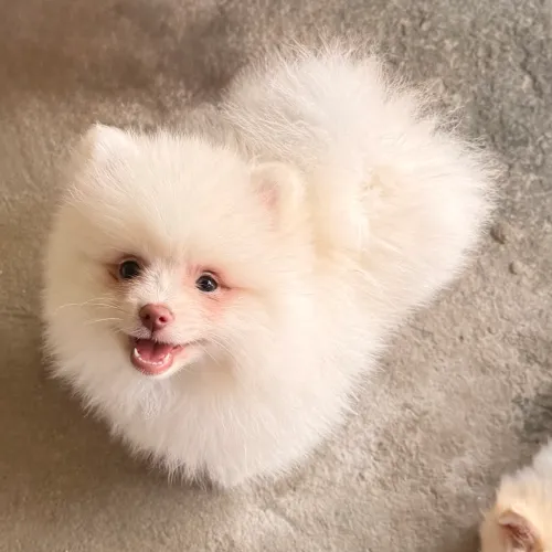 Spitz Alemão Lulu fêmea