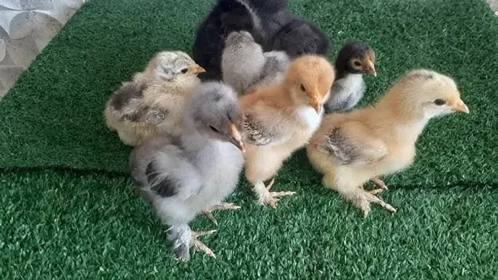 Pintinhos brahmas
