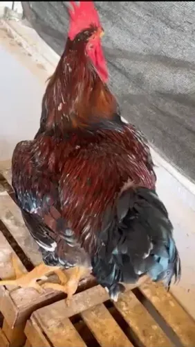 Galinha Sertaneja Balão GSB TOP