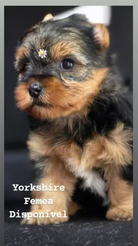 Yorkshire Terrier Femea 52 dias