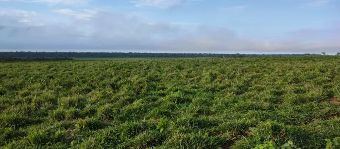 Fazenda de 10.312 hect em marcelandia MT R$:123.744.000