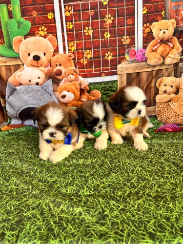 Shih tzu Machos disponíveis vacinado