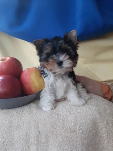 Biewer Terrier Pequeno Fêmea Compacta e Elegante