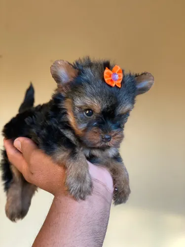 Yorkshire Terrier à venda