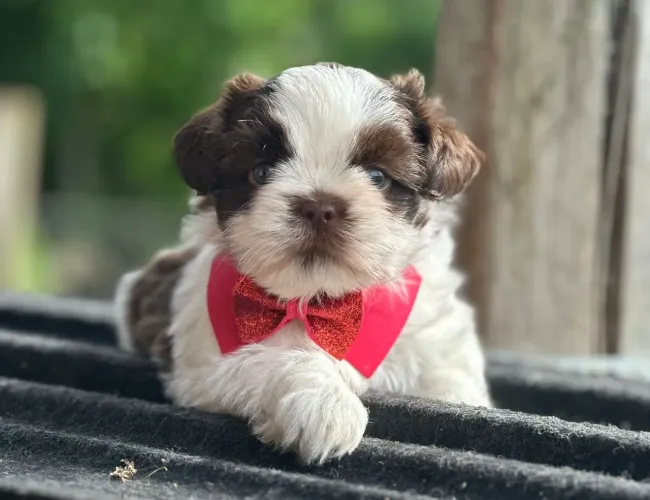 Shitzu imperial macho branco e chocolate