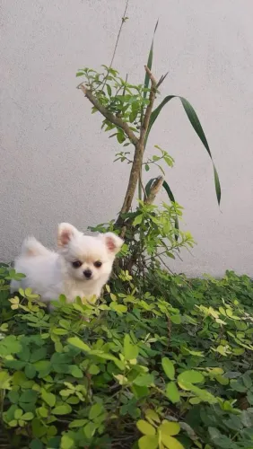 Chihuahua Pelo longo em 10x