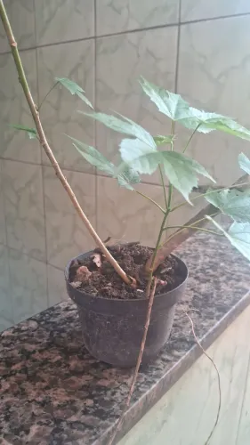 Mudas de lanterninha japonesa