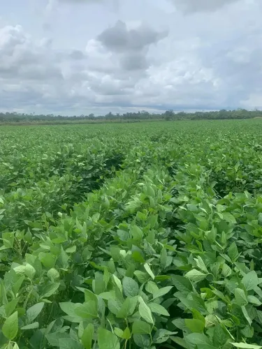 Fazenda a venda em Pedro Afonso - Tocantins!!!