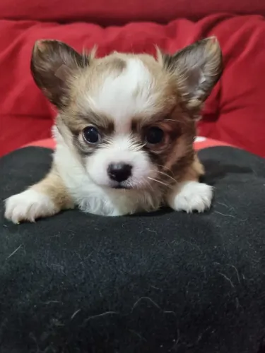  Chihuahua focinho curto e cabeça de maça!