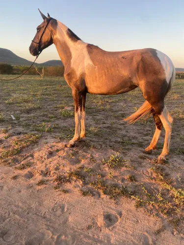 Égua mangalarga marchador 