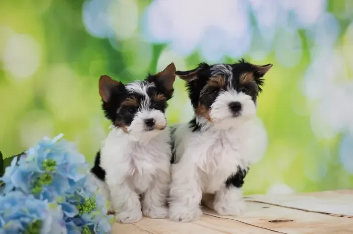 Biewer Terrier Fêmea Tricolor Linda, Alegre e Pronta para Você