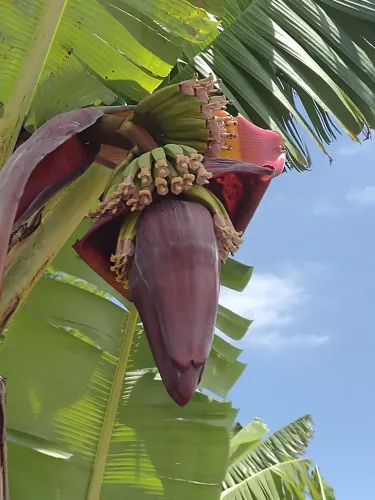 Vendo coração de banana umbigo 