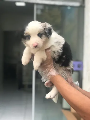 Border Collie- Coloração Blue Merle, macho e fêmea disponíveis-Dani